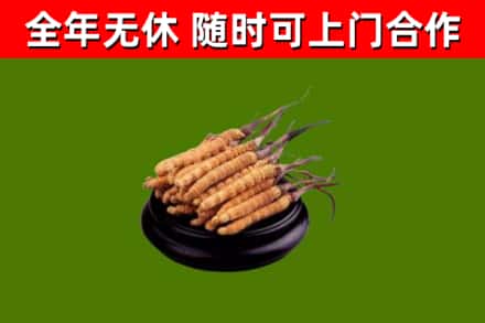 怀化回收冬虫夏草